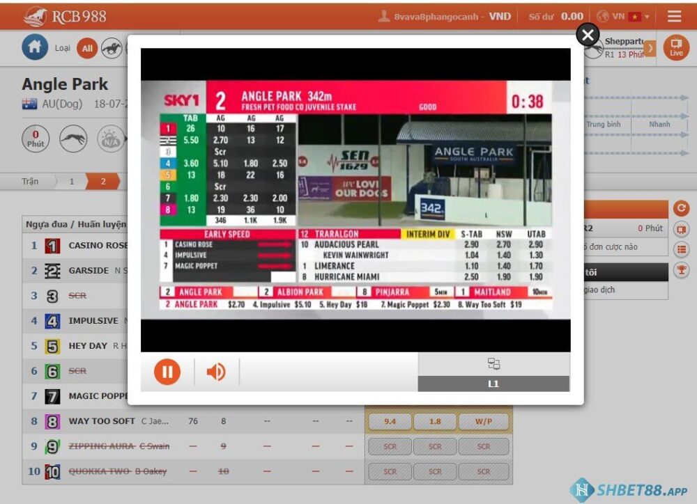 Chế độ xem trực tiếp tại sảnh đua ngựa Rcb Shbet