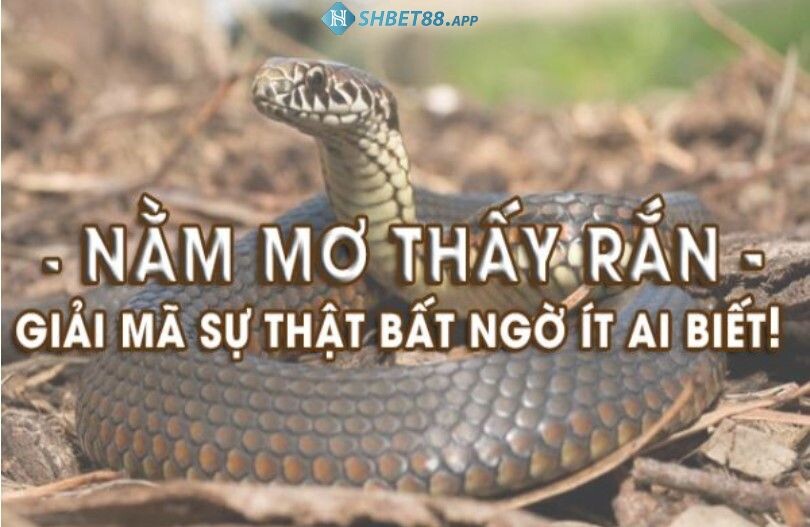 Nam giới chưa vợ mơ thấy rắn